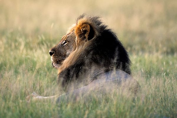 Boxed2Go Self-Drive Safaris - Go Wild
