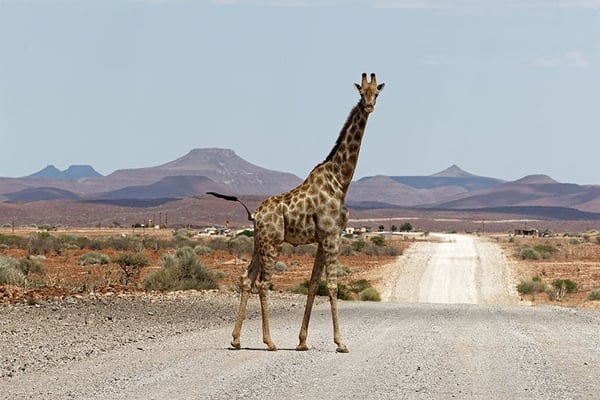 Boxed2Go Self-Drive Safaris - Go Great