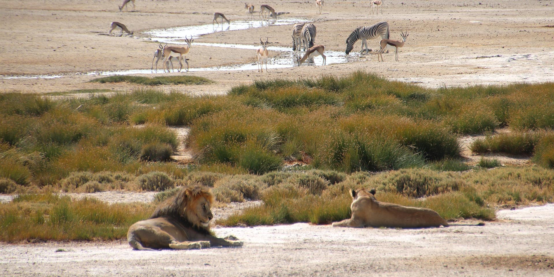 Gut geschützt in Nationalparks Löwen am Wasserloch Okondeka im Etosha Nationalpark im Norden Namibias Foto Sven-Eric Stender