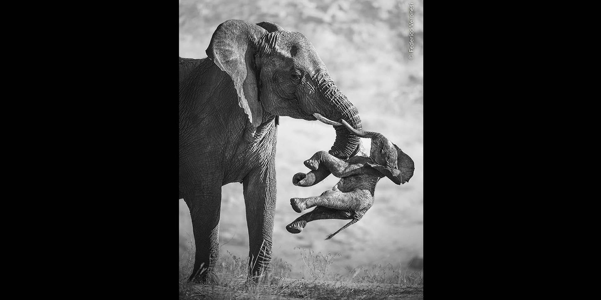 The Aftermath die Nachwehen Foto hat dem italienischen Fotografen Federico Veronesi den Hauptgewinn im Wildlife Photographer of Year 2026 gesichert Elefanten-Kuh aufgenommen im Huab Rivier Trockenfluss im Nordwesten Namibias trägt totes Kalb Quelle Natural History Museum